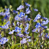 Speedwell