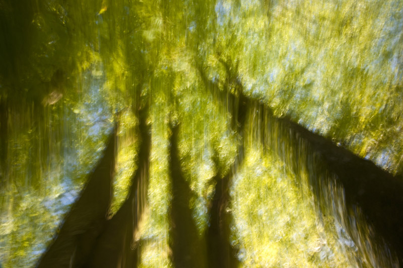 Spring Beeches I