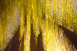 Spring Beeches II