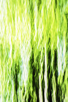Spring Wood