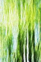 Spring Wood