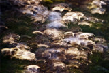Thistle Heads