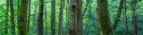 Tree Sonata 12