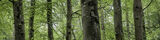Tree Sonata 13