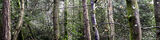 Tree Sonata 14