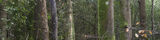 Tree Sonata 15