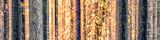 Tree Sonata 4