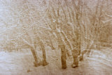 Trees in Snow I
