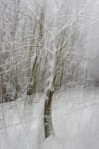 Trees in Snow II