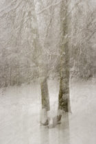 Trees in Snow III
