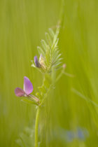 Vetch