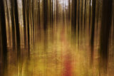 A Walk in the Woods VI