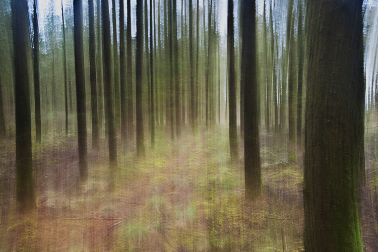 A Walk in the Woods V
