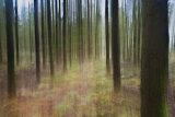 A Walk in the Woods V