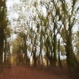 A Walk In the Woods II