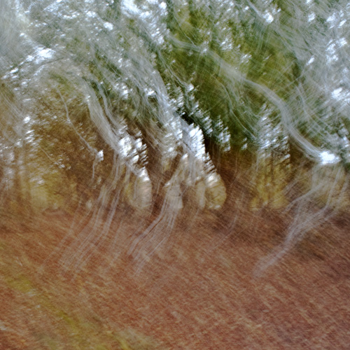 A Walk In the Woods I