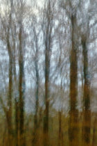 A Walk in the Woods III