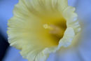 White Daffodil III