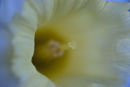 White Daffodil II