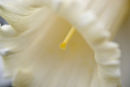 White Daffodil I