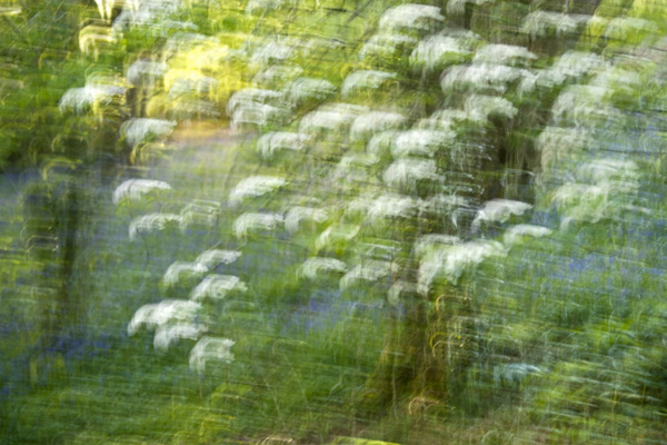 Wild Cherry Tree and Bluebells Abstract