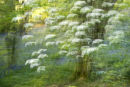 Wild Cherry Tree and Bluebells Abstract