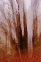 Winter Beeches I
