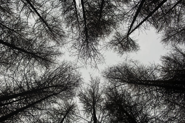 Winter Solstice