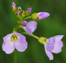 Wildflower in Green and Purple