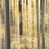 Woodland Tapestry