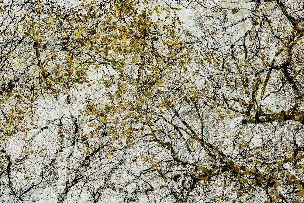 Woodland Tapestry III