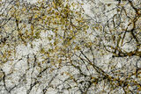 Woodland Tapestry III