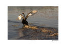 Black Swan