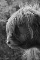 Beast-DSC 3040