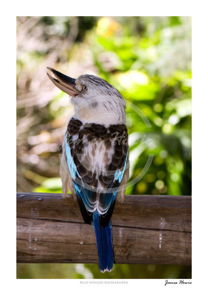 Blue-winged-Kookaburra