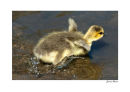 Canada goose, gosling