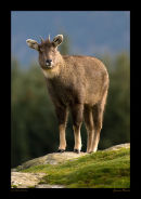 Chinese Goral