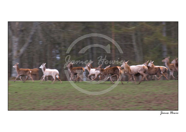 Deer Stampede
