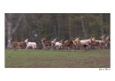 Deer Stampede