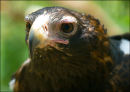 Eagle head