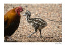 Emu-Chick