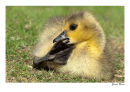 Gosling (Canada Goose)