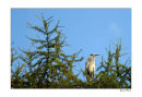 Grey Heron in tree