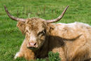 Highland cow