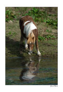 Horse reflection