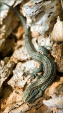 Lizard-1