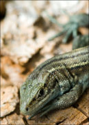 Lizard-2-DSC 3128