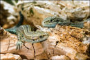 Lizard-3-DSC 3150