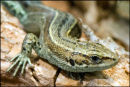 Lizard-4-DSC 3155