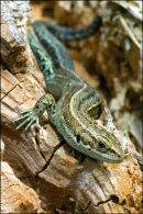 Lizard-5-DSC 3156